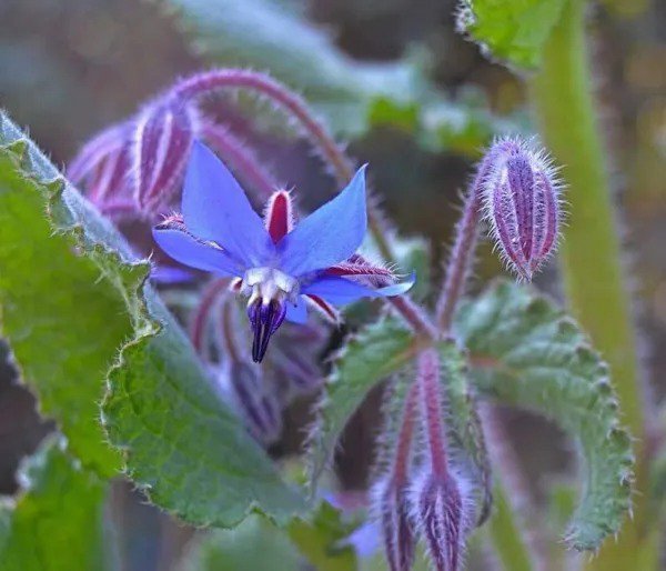 Fresh 100+ Borage Seeds Star Flower Open Pollinated Non Gmo Wildflower Seeds Bor Garden