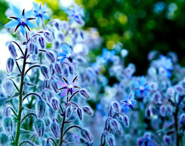 Fresh 200 Borage Seeds Star Flower Open Pollinated Non Gmo Wildflower Seeds Bora Garden