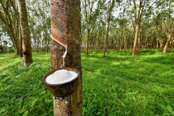 Fresh Hardy Rubber Tree Seeds For Planting 20 Seeds Eucommia Ulmoides Garden