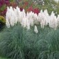 Fresh Giant White Pampas Grass Seeds 500 Seeds Ships From Iowa Made In Usa Orna Garden