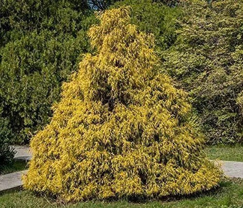 Fresh 25 Weeping Cypress Pine Seeds (Rfs) Hesperocyparis Funebris Non Gmo Seeds Garden