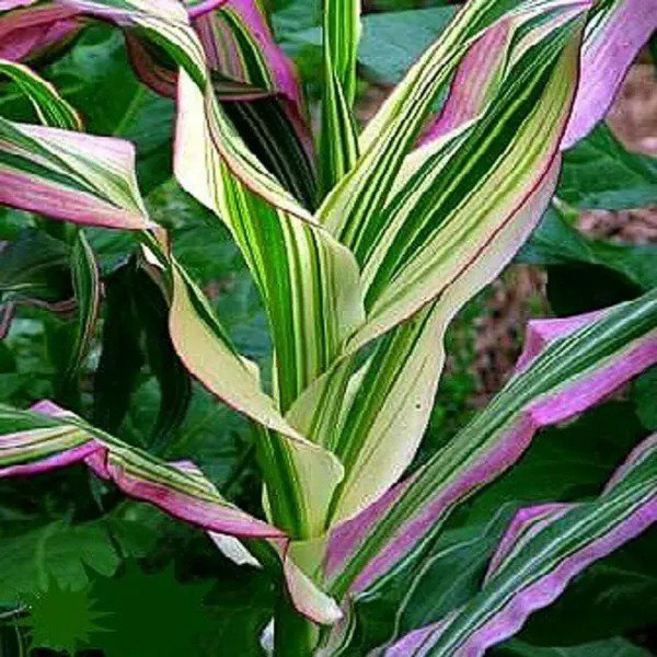 Fresh Candy Striped Corn Seeds 20 Seeds (Rfs) Pink Zebra Corn Prized For Popcorn Garden