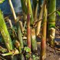 Fresh Spiny Bamboo Seeds For Planting 20+ Seeds Bambusa Arundinacea Garden