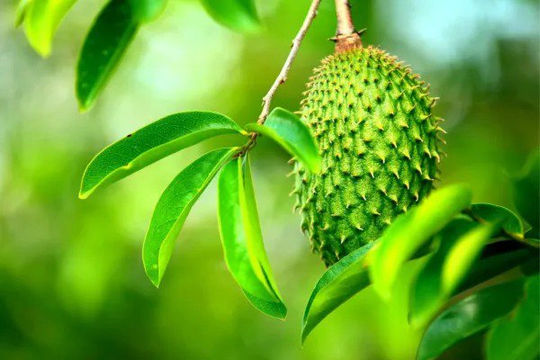 Fresh Soursop Fruit Tree Seeds For Planting 6 Seeds Annona Muricata Great For Bo Garden
