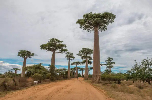 Fresh Capricata Baobab Tree Seeds Grow Your Own Rare Tropical Adansonia Digitata Cpict Garden