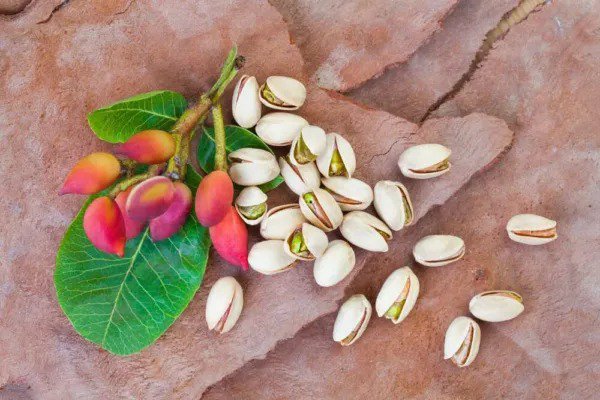 Fresh 10 Pistachio Nut Tree Seeds For Planting Pistacia Vera Garden