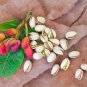 Fresh 10 Pistachio Nut Tree Seeds For Planting Pistacia Vera Garden