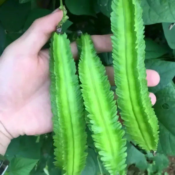 Fresh 20 Pcs Non Gmo Winged Bean Seeds Psophocarpus Tetragonolobus Natural Green Seeds Garden