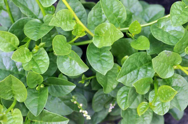 Fresh 100+ Malabar Spinach Seeds For Planting Ceylon Spinach Rau Mong Toi Green Stem Garden