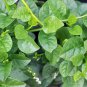 Fresh 100+ Malabar Spinach Seeds For Planting Ceylon Spinach Rau Mong Toi Green Stem Garden