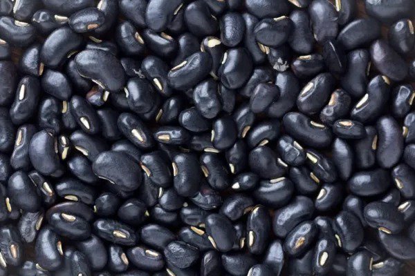 Fresh Black Bean Seeds For Planting 30 Seeds Very Healthy Garden