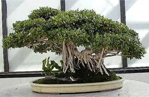 Fresh Banyan Bonsai Tree Seeds For Planting 30 Seeds Of Ficus Benghalensis Garden
