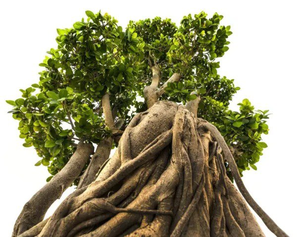Fresh Indian Banyan Bonsai Tree Seeds For Planting 20 Seeds Of Ficus Benghalensis Garden