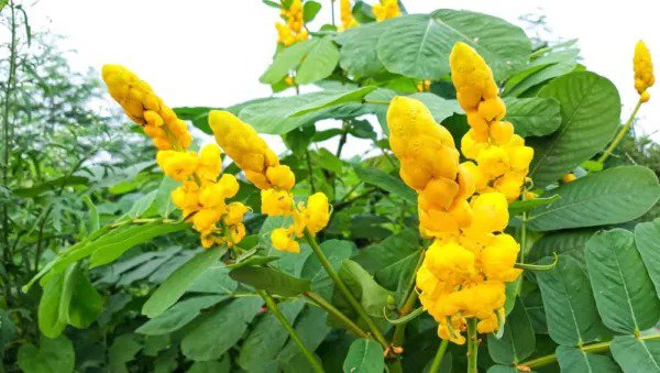 Fresh Emperors Candlesticks Wildflower Seeds 30 Seeds Of Senna Alata Ships From Io Garden