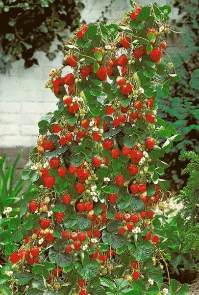 Fresh 100+ Wild Strawberry Strawberries Seeds Fragaria Vesca Edible Fruit Garden