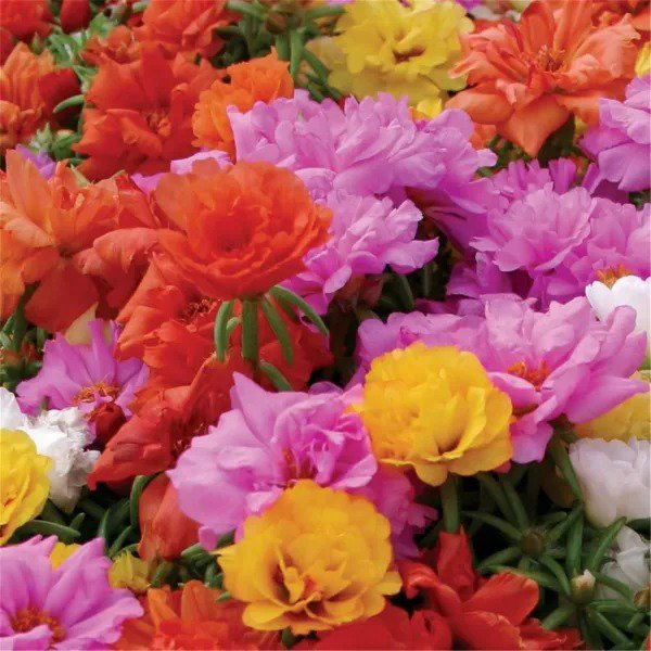Fresh Zellajake Rare Flower Seeds Portulaca Moss Rose Happy Trails Ground Cover Plant Garden