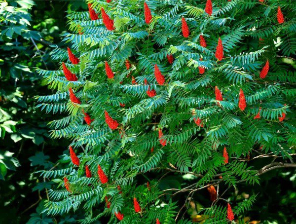 Fresh 30 Staghorn Sumac Tree Seeds Rhus Typhina Garden