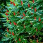 Fresh 30 Staghorn Sumac Tree Seeds Rhus Typhina Garden