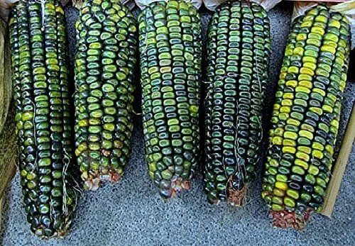 Fresh Oaxacan Green Indian Corn Seeds For Planting 25+ Seeds Stunning Green Kernel Garden
