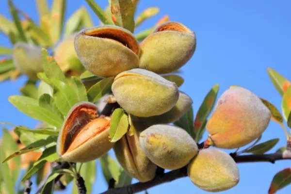 Fresh Almond Tree Seeds 20 Seeds Grow Almonds Trees Garden