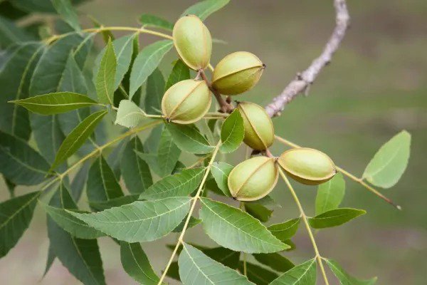 Fresh 6 Pecan Tree Seeds For Planting Carya Illinoinensis Garden