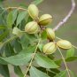 Fresh 6 Pecan Tree Seeds For Planting Carya Illinoinensis Garden