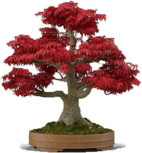 Fresh Japanese Red Maple Bonsai Tree Seeds 30+ Seeds Highly Prized For Bonsai Jap Garden