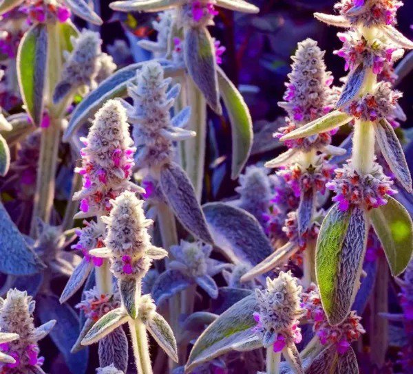 Fresh Lamb'S Ear Byzantina 100+ Seeds Made In Usa Ships From Iowa ...
