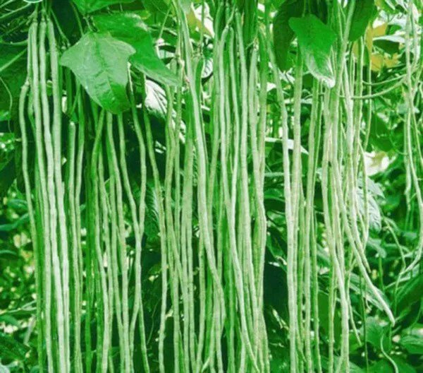 Fresh Yard Long Bean Seeds For Planting 50 Seeds Asparagus Bean Snake Bean Chi Garden
