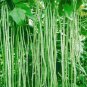 Fresh Yard Long Bean Seeds For Planting 50 Seeds Asparagus Bean Snake Bean Chi Garden