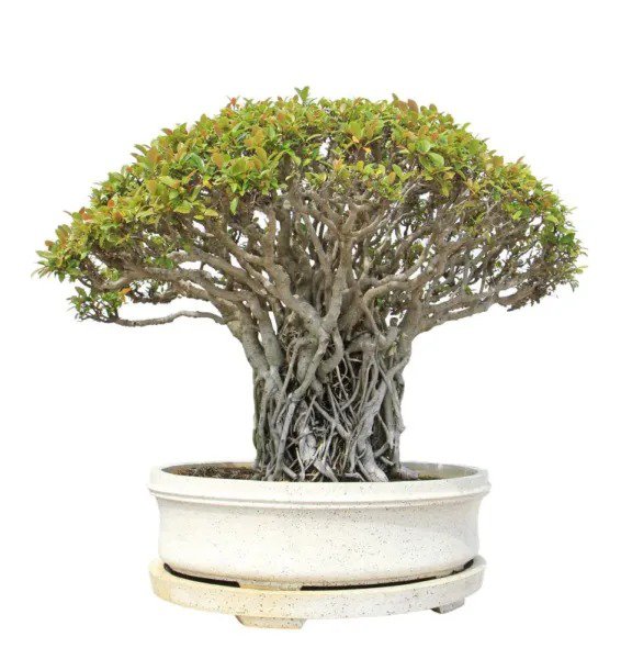 Fresh Banyan Bonsai Tree Seeds For Planting 30 Seeds Of Ficus Benghalensis Indian Garden