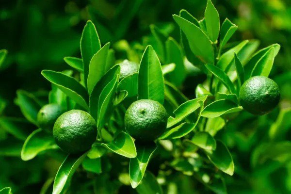 Fresh Dwarf Lime Tree Seeds For Planting 30+ Seeds Ships From Iowa Usa Garden