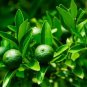 Fresh Dwarf Lime Tree Seeds For Planting 30+ Seeds Ships From Iowa Usa Garden