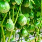 Fresh 100+ Thai Eggplant Seeds For Planting Round Eggplant Is Ornamental And Tasty Garden