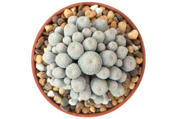 Fresh 20 Rare Button Cactus Seeds Epithelantha Micromeris Ships From Iowa Usa G Garden