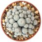 Fresh 20 Rare Button Cactus Seeds Epithelantha Micromeris Ships From Iowa Usa G Garden