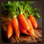 Fresh Little Finger Carrot Seeds Heirloom & Non Gmo Carrot Seeds 250+ Vegetable Se Garden
