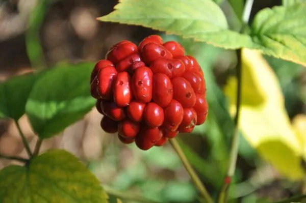 Fresh American Ginseng Seeds For Planting (30 Seeds) Ready To Plant Garden