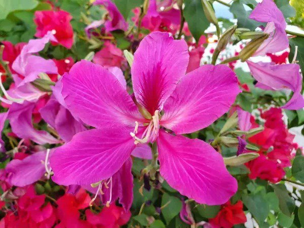 Fresh Orchid Tree Seeds For Planting 10 Seeds Butterfly Tree Bauhinia Purpurea Garden