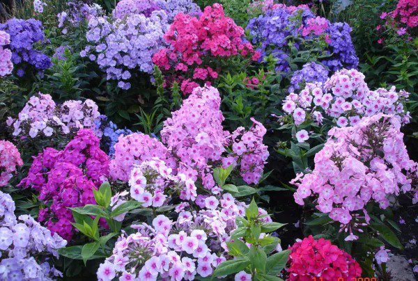 Fresh 1200+ Mixed Phlox Seeds Creeping Perennial Ground Cover Popstars Phlox Creep Garden