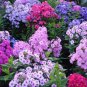 Fresh 1200+ Mixed Phlox Seeds Creeping Perennial Ground Cover Popstars Phlox Creep Garden