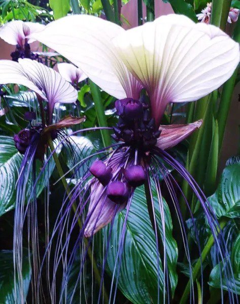 Fresh Tacca Integrifolia White Bat Flower Seeds 5 Seeds For Planting Attracts Butt Garden