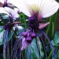 Fresh Tacca Integrifolia White Bat Flower Seeds 5 Seeds For Planting Attracts Butt Garden