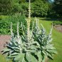 Fresh Bulk 100 Seeds Mullein Seed Ornamental Plant Flowering Heirloom Non Gmo Open Garden