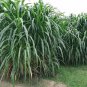 Fresh Elephant Grass Seeds 30 Seeds Tallest Grass In The World Ships From Iowa Garden