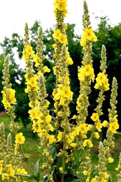 Fresh Great Mullein (Verbascum Thapsus) 50 Seeds Heirloom Non Gmo Open Pollinated Garden