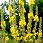 Fresh Great Mullein (Verbascum Thapsus) 50 Seeds Heirloom Non Gmo Open Pollinated Garden