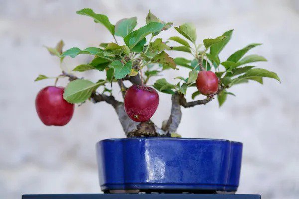 Fresh 15 Bonsai Apple Tree Seeds Grow Exotic Indoor Fruit Bonsai Garden