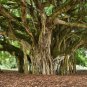 Fresh Banyan Tree Seeds For Planting 40 Seeds Of Ficus Benghalensis Indian Banian Garden