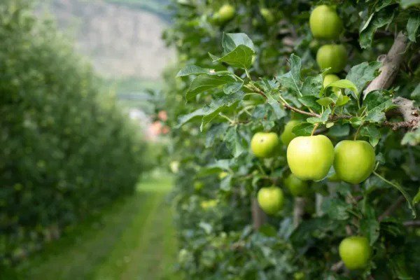 Fresh Green Apple Tree Seeds 30 Seeds Malus Pumila Antonovka Garden